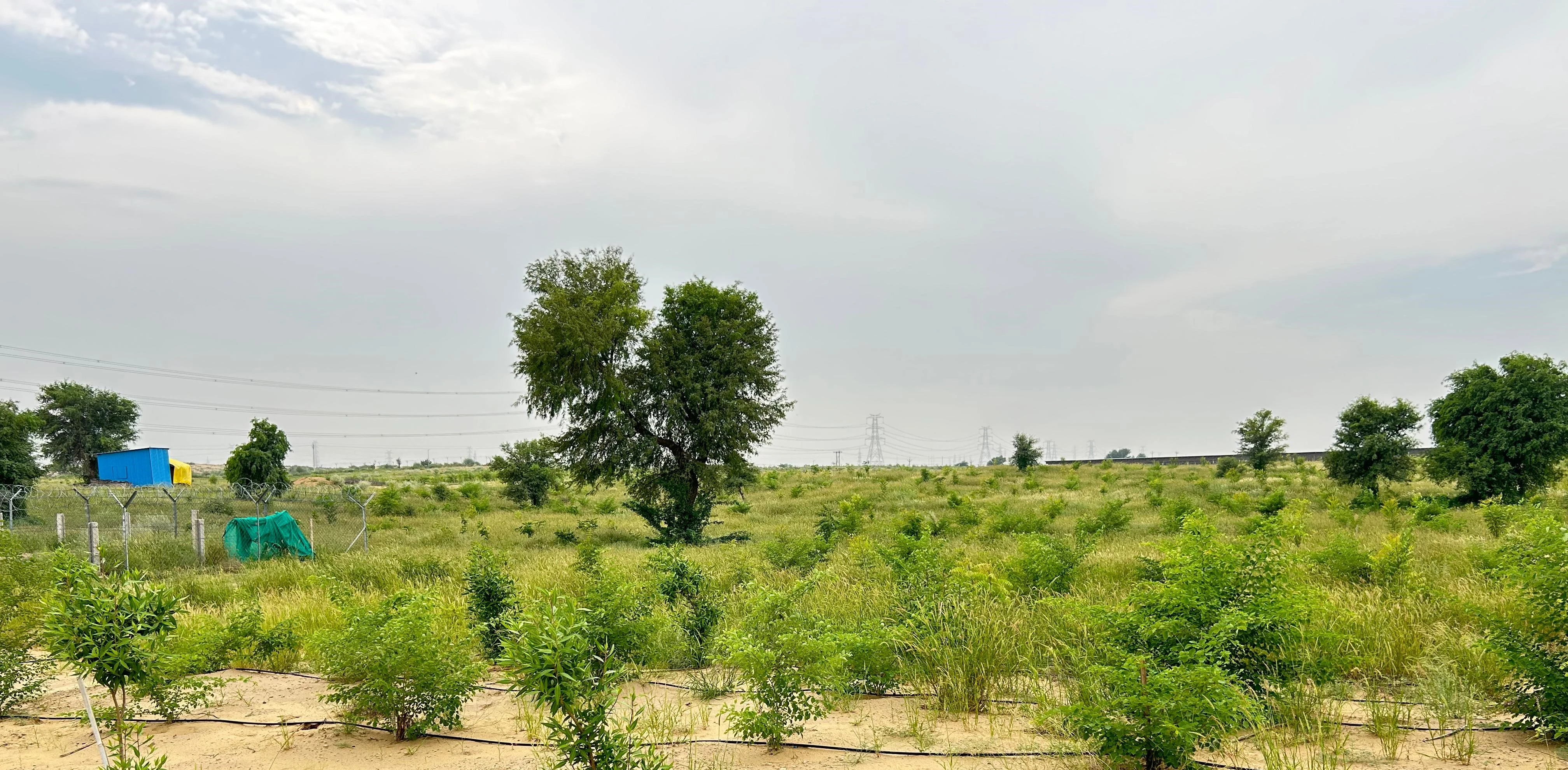 Tree plantation at Project JAI